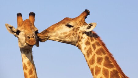 Two giraffes give a friendly kiss in Kruger National Park savannah in South Africa