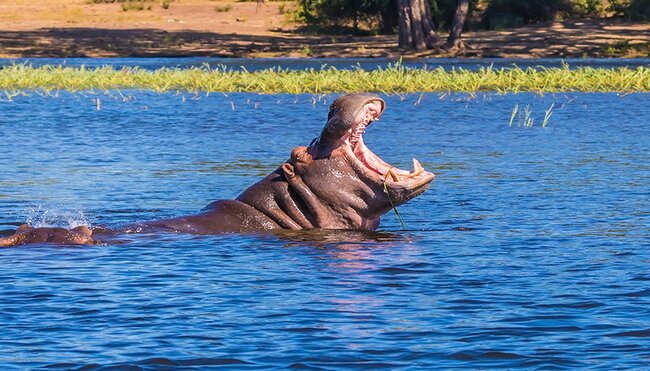 The wildlife in Chobe National Park is breathtaking