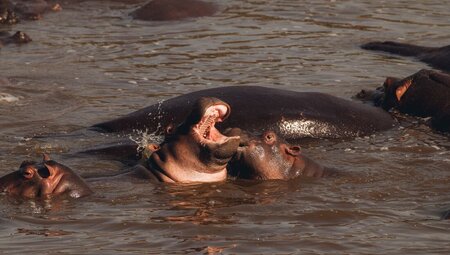 Hippos frolic and bellow in the waters of Serengeti National Park