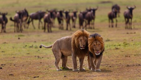 kenya masai mara wildebeest safari lion animal