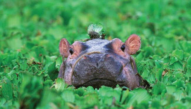 Baby hippopotamus, Tanzania