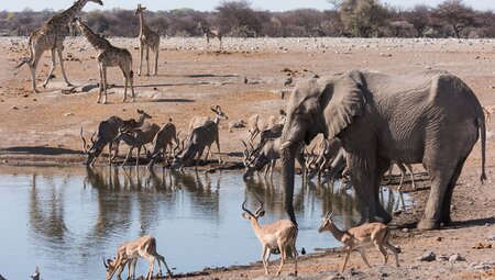 Africa Ethosha NP
