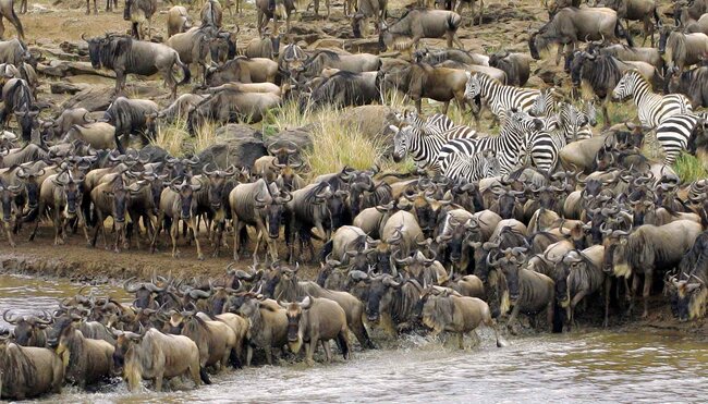 Kenya Masai Mara Zebra Buffalo