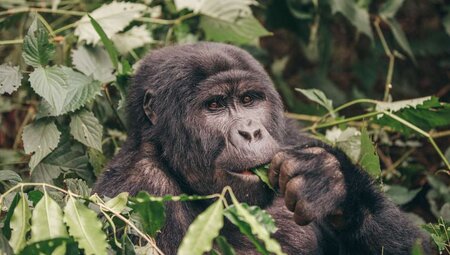 Uganda Biwindi Gorilla
