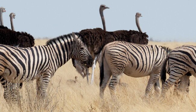 Zebra herd and ostriches in long grass in Etosha National Park