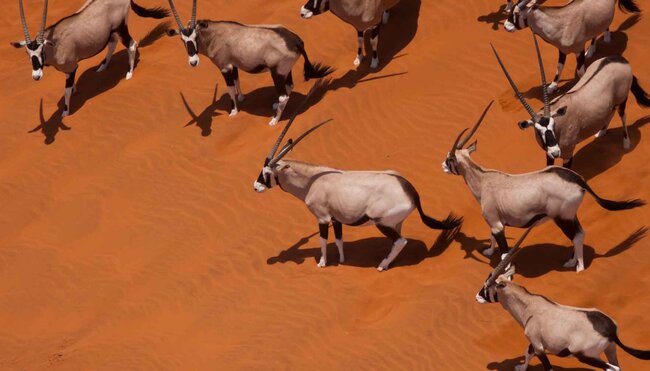 Namibia Oryx Desert Aerial
