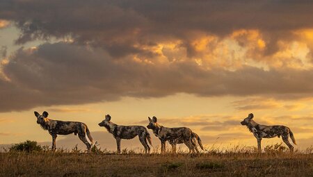 A pack of four endangered painted dogs at sunset in Africa.