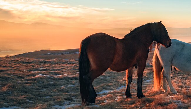 Wild horses roaming the Cincar Mountainside at sunset in Bosnia & Herzegovina