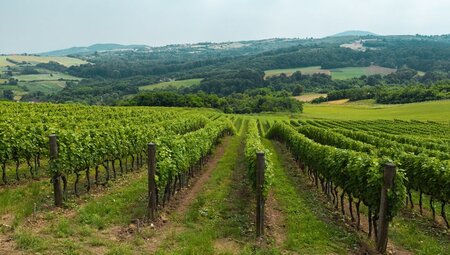 Rows of vineyard grape vines go down a hill into the distance in northern Serbia near Subotica