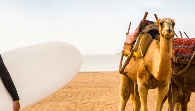 GEMB_morocco_essaouira_beach_surfing_camel