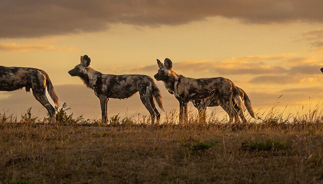 Vic Falls to Kruger - 1