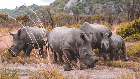 Rhinos in Matopo National Park, Zimbabwe