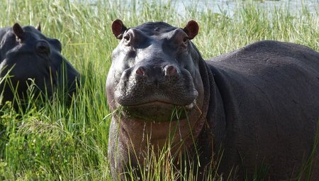 botswana_chobe_hippo-eating