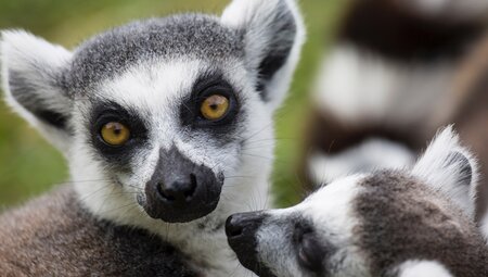 Up close image of a Lemur and its baby in Madagascar