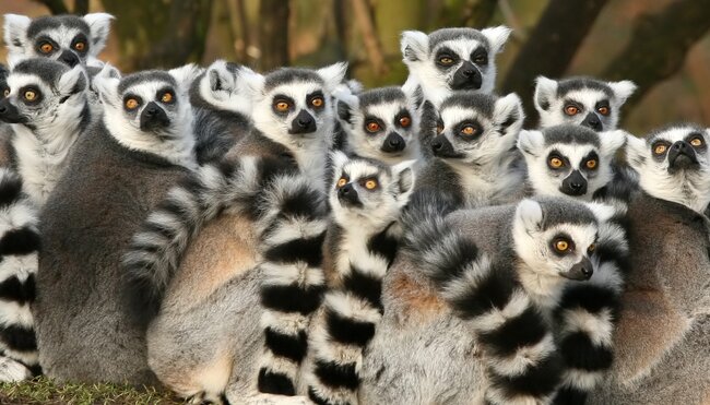 Madagascar Adventure - 1