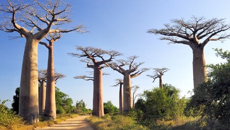 Madagascar Baobabs & Beyond - 2