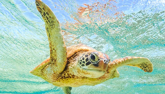 Green Sea Turtle swimming in bright blue coastal waters