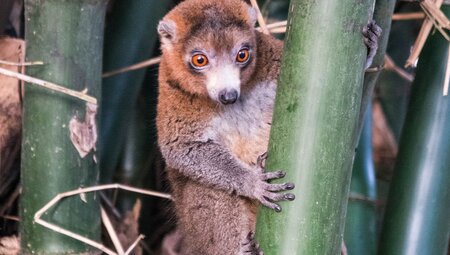 An upclose look at a Mongoose Lemur in Moheli, Comoros Islands