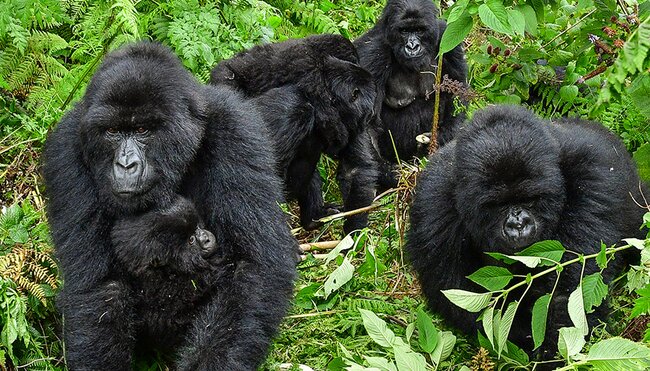 Meet the silverback gorillas of Uganda