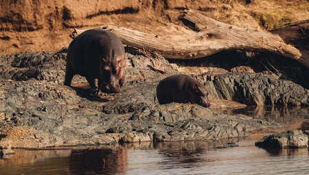 Hippopotamus parent and calf at a watering hole