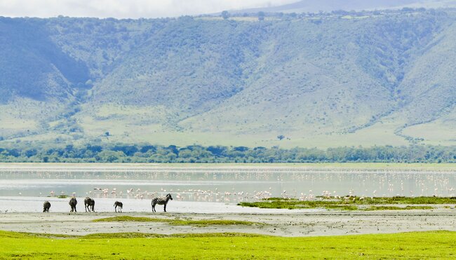 Tanzania Ngorongoro Zebras Watering hole