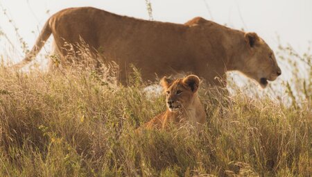 Lion cubs play while mother stalks above