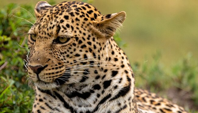Leopard sits in green grass in Masai Mara
