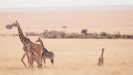 Giraffe family in the Masai Mara in Kenya