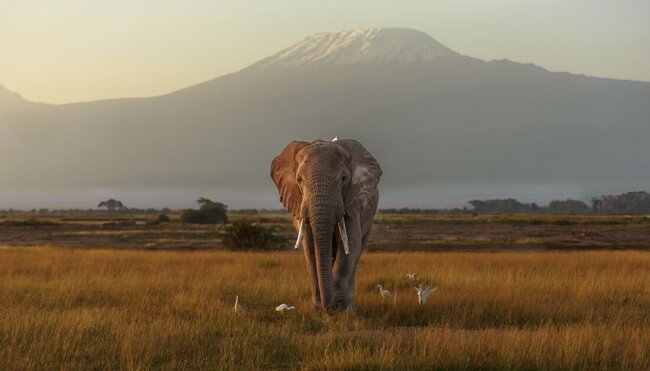 Experience the majesty of Amboseli as wild elephants sit under the roof of Kilimanjaro in Kenya