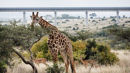 Giraffe and antelopes munch on accacia leaves with train bridge over National Park in Kenya