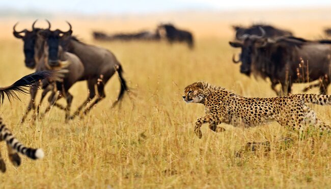 Cheetahs chase and hunt buffalo in Masai Mara
