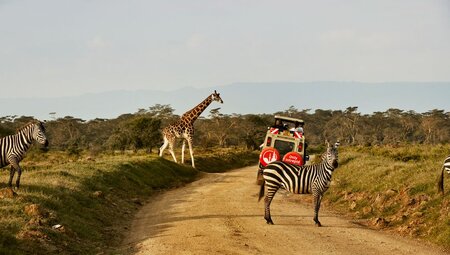 Stop at zebra (and giraffe) crossings at Lake Nakuru