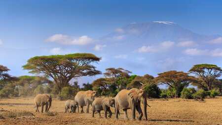 Kenya_amboseli_kilimanjaro_elephants-landscape