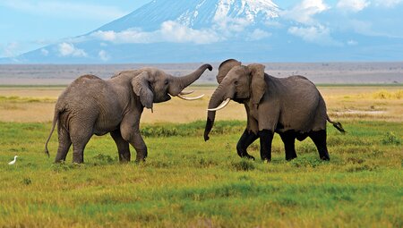 African Elephants, Amboseli National Park, Kenya