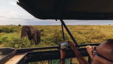 Capturing the moment a 60 year old elephant approached up to the safari jeep in Serengeti National park