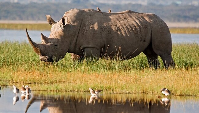 Premium Kenya & Tanzania - 1