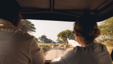Herd of zebras crossing the path of the safari group in Tarangire National Park