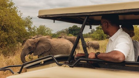 Close encounters with an elephant herd in Tarangire National Park