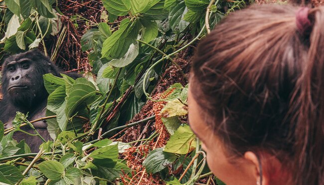 YGPKC - Travellers spotting gorillas in Uganda