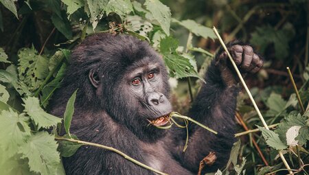 YGPU - Steps away from a gorilla at Bwindi forest in Uganda