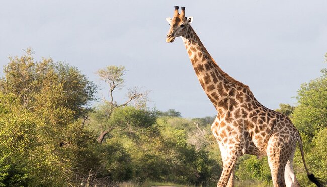 Giraffe crossing road in Kruger NP, Zimbabwe