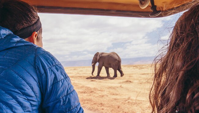 YGPT - Pax elephant watching while on safari in Serengeti NP