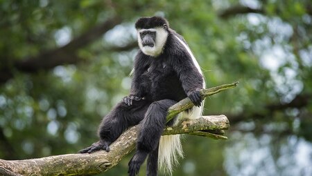 It's not just gorillas that make an appearance on this trip, Colobus monkeys are a familiar sight