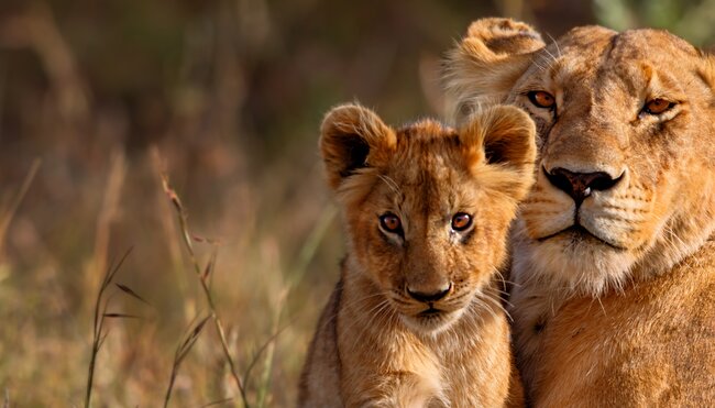 kenya_masai-mara-lion-cub-animal