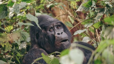 Wild silverback in the forest of Uganda