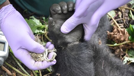 Remarkable Rwanda & Gorillas of Uganda - 3