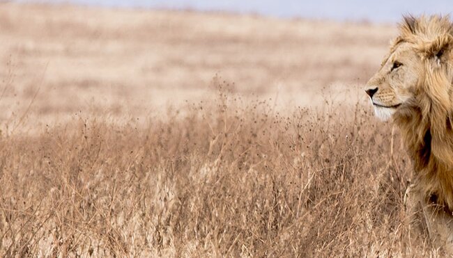 East Africa Safari & Coast - 1