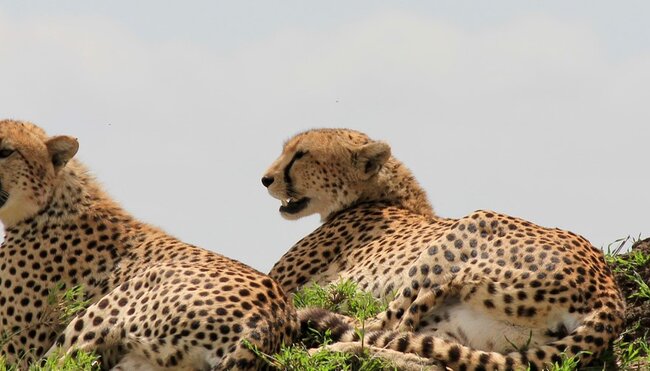 Serengeti Cheetahs