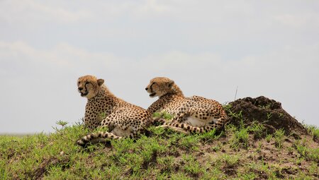 Intrepid Travel Tanzania Serengeti National Park wildlife cheetah