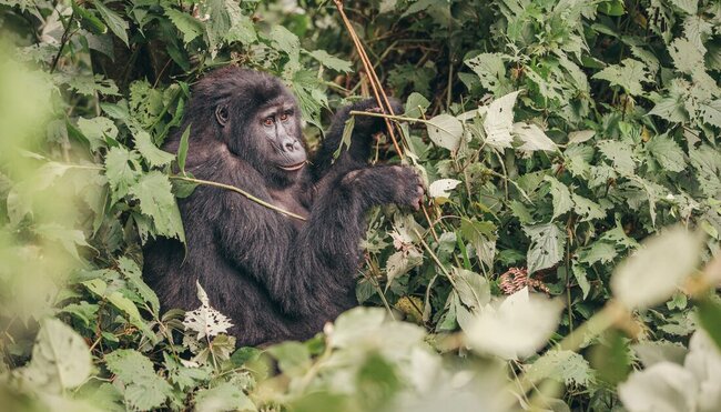 Gorilla munching on leaves in Bwindi Impenetrable Forest in Uganda
